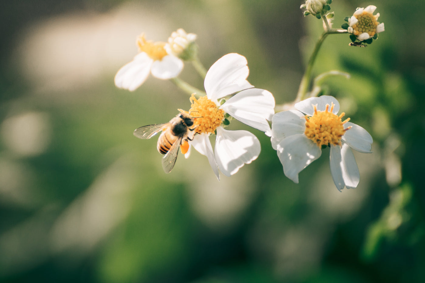 Bee-Friendly Practices: A Guide for Arborists and Landscapers