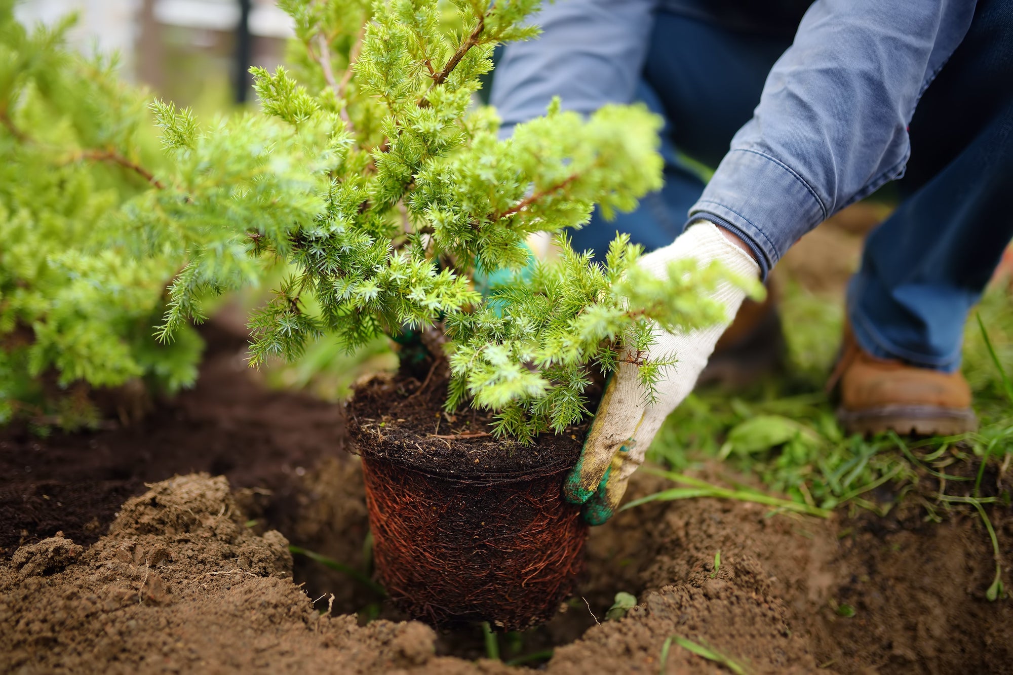 Can You Replant in the Same Spot After Stump Grinding?