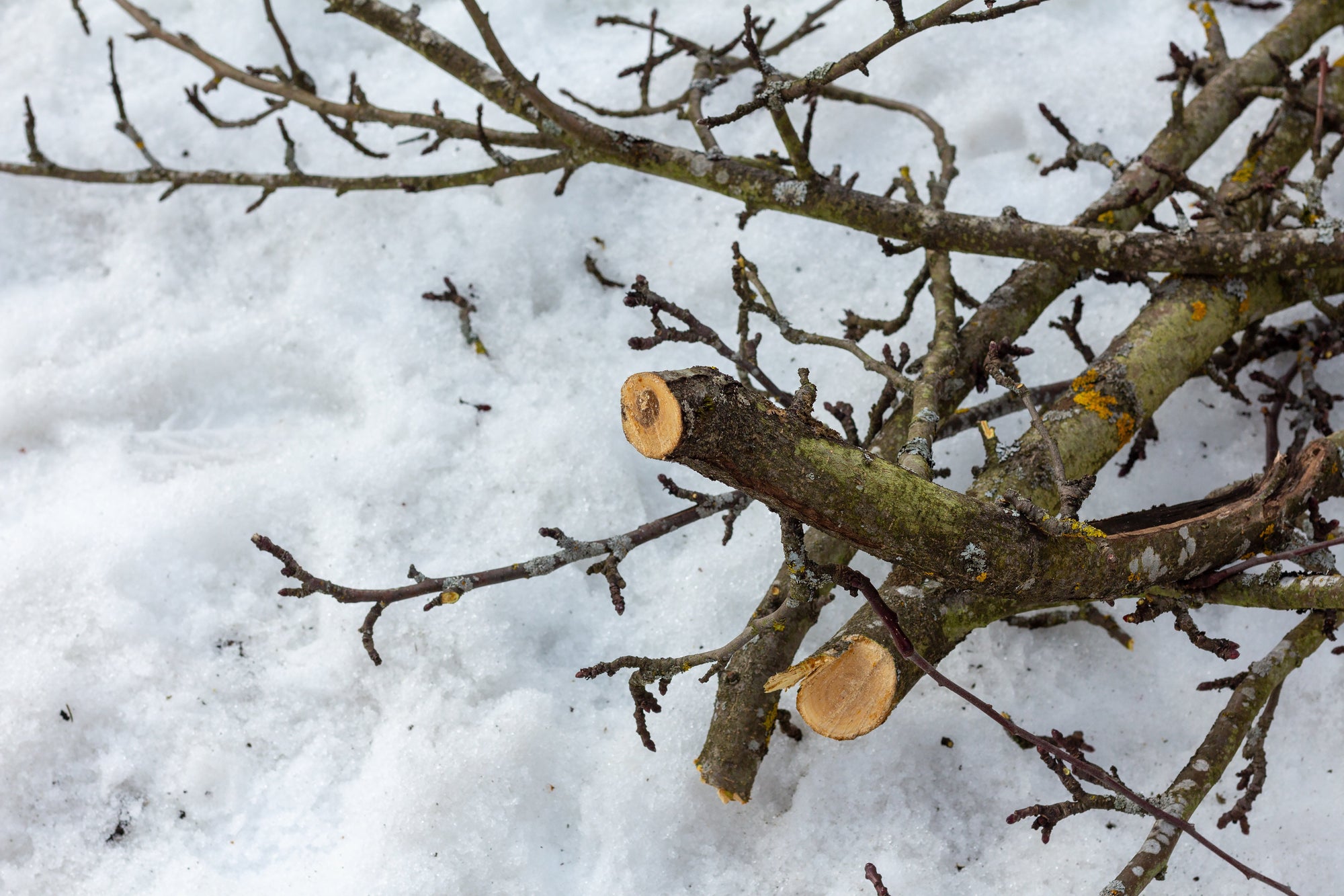 How to Prune in Winter for the Best Spring Results